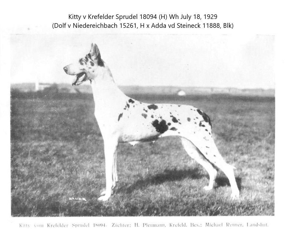 Kitty vom Krefelder Sprudel